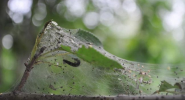 Co dělat, když jsou listy na jabloni pokryté pavučinami, jak se s tím vypořádat a jak s ním zacházet